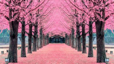 TOUR HÀN QUỐC – SEOUL - NAMI - LOTTE WORLD - YEOUIDO - HOA ANH ĐÀO - Image - 9101